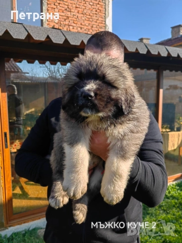 Кавказка овчарка 