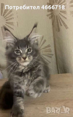 Мейн куун женско, снимка 5 - Мейн кун - 53030280