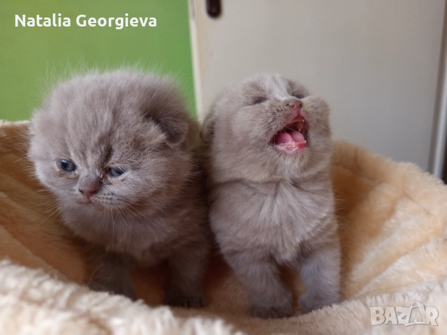 Британски котенца , снимка 2 - Британска късокосместа - 52672572
