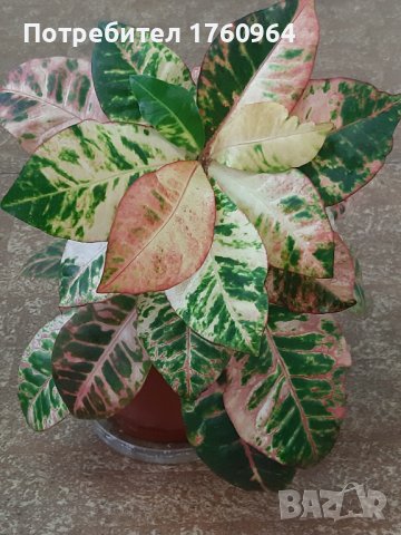  Кротони с красиво обагрени листа, снимка 6 - Стайни растения - 20844994