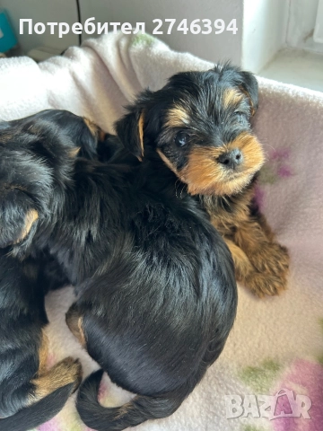 Мини йоркширски териер, снимка 1