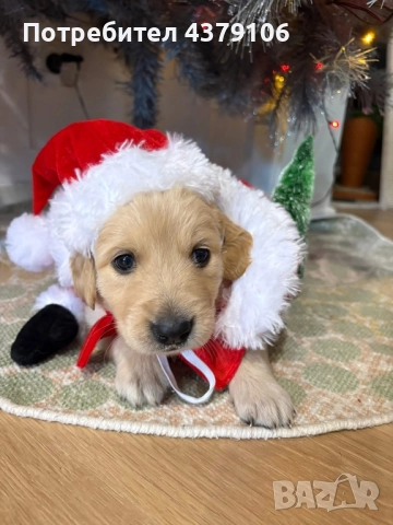 Голдън ретривър момченце родословна майка