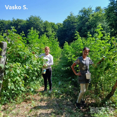 🍓 ПРОИЗВОДСТВО И ПРОДАЖБА НА РАЗСАД ЯГОДИ И МАЛИНИ  Предлагаме качествен разсад ягоди от сортовете:, снимка 3 - Разсади - 53542195