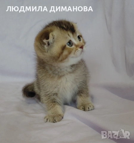 Шотландско мъжко. , снимка 9 - Британска късокосместа - 53571974