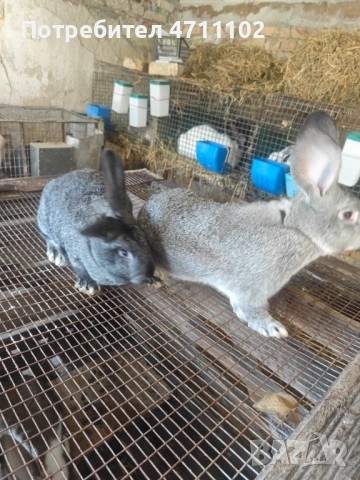 Зайци, снимка 3 - Други - 53499260