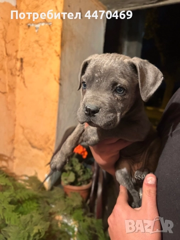 Женско Кане Корсо, снимка 1