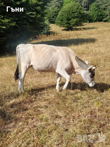 крави юници телета, снимка 8 - Крави - 51529893