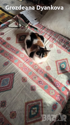 Подарявам котета, снимка 3 - Други - 52844115