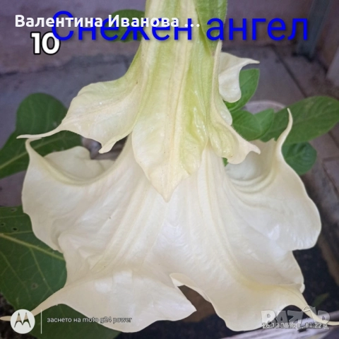 комплект 4бр ангелски тромпет 