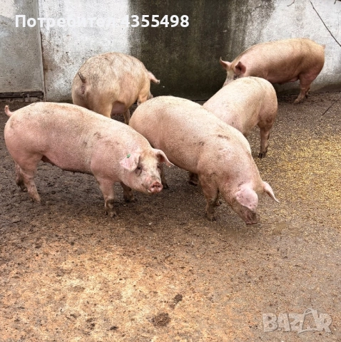 Домашно Телешко Месо 100%БИО-Свинско месо полувинки и четвъртини-8.50лв/кг, снимка 3 - Домашни продукти - 52463506