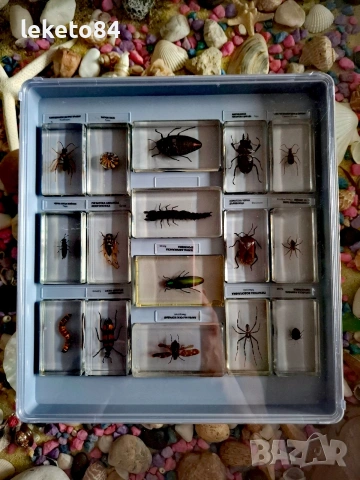 „Истински БУБОЛЕЧКИ и чудновати животинки“ – Пълна колекция (75 бр.), снимка 5 - Колекции - 53126815