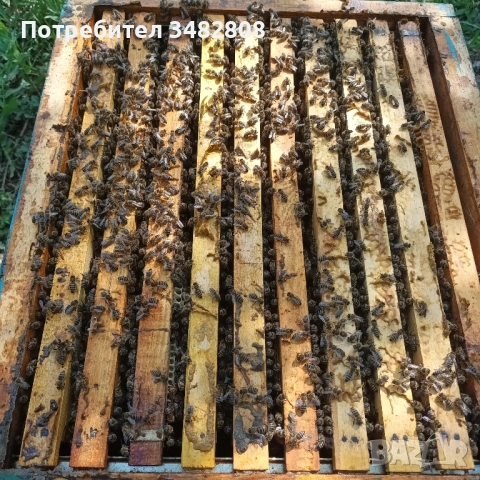 Пчелни семейства и пчелни отводки ДБ, снимка 2 - За пчели - 52539841