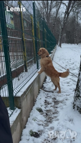 Голден Ретривар тарсим Дама , снимка 2 - Голдън ретривър - 53149860