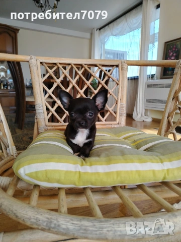 Мини чихухуа , снимка 2 - Чихуахуа - 53131377