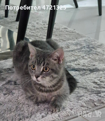 Британско таби. , снимка 15 - Британска късокосместа - 53250363