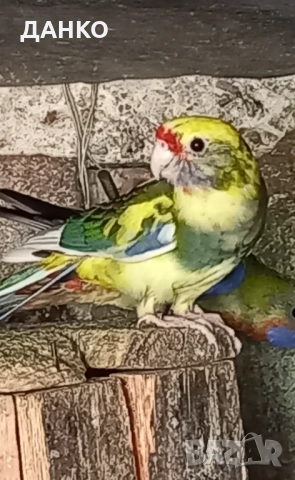 ПЕНАНТОВИ И ПЪСТРИ РОЗЕЛИ–МУТАЦИИ/тазигодишни/, снимка 6 - Папагали - 50988054