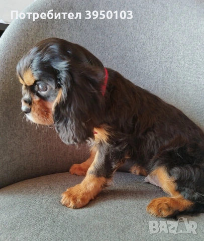 Кавалер Кинг Чарлз шпаньол, снимка 6 - Кавалер кинг чарлз шпаньол - 52918611