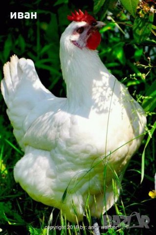 Бяло Брезе-оплодени яйца,_много добра носачка 250 _280 яйца до 70 грама с уникално вкусно месо , снимка 9 - Кокошки и пуйки - 24127501