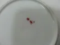 японски порцелан чинийки , снимка 4