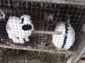 Продавам зайци, снимка 8