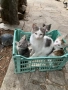 Подарявам малки котета, снимка 1