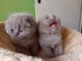 Британски котенца , снимка 2