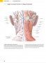 Атлас по анатомия PROMETHEUS от 1 до 3 том, PROMETHEUS Anatomi Atlası, Cilt 1-3, турски език, снимка 2