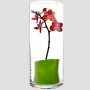 Големи стъклени вази цилиндър/30см/ за модерна декорация и красиви аранжировки, снимка 3