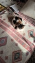 Подарявам котета, снимка 3