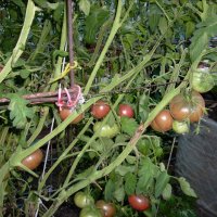 Разсад и семена от  домат  - Чероки пърпъл, снимка 4 - Сортови семена и луковици - 11527954