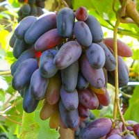 Бутикови сортове грозде, снимка 1 - Разсади - 35306623