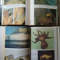Октоподите. Гъвкавата интелигентност / Животните на Антарктида  1978 г.-1989 г., снимка 5 - Специализирана литература - 27359299