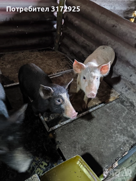 Малки прасенца , снимка 1