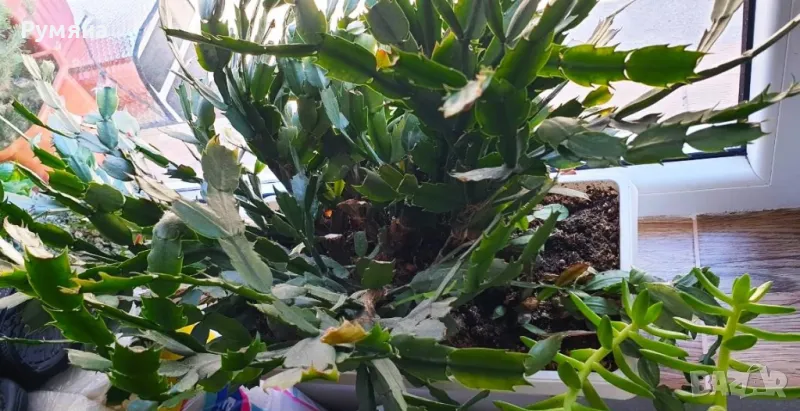 КОЛЕДНИЧЕ, снимка 1