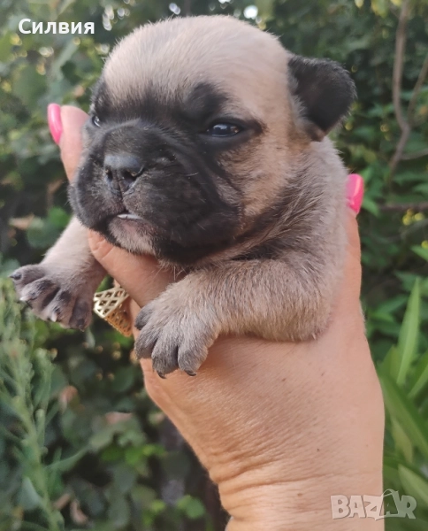 предлагам френски булдог мъжки и женски , снимка 1