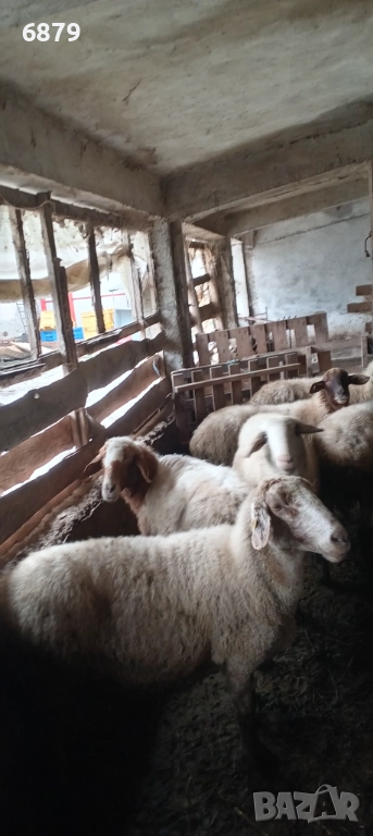 Продавам овце, снимка 1