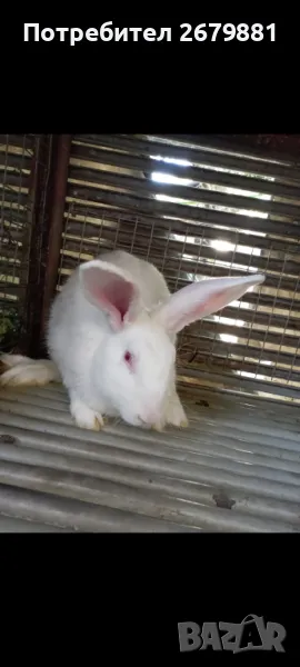 Зайци бременни и мъжки, снимка 1