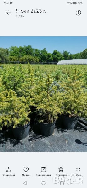 смърчове цена 25 лева тел за връзка 0879324134 пращам със еконт , снимка 1