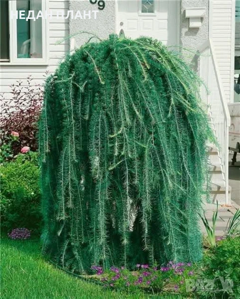 Японска лиственица/Larix kaempferi "Pendula", снимка 1