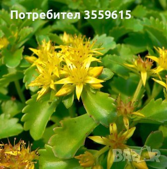 семена от Камчатски седум, снимка 1