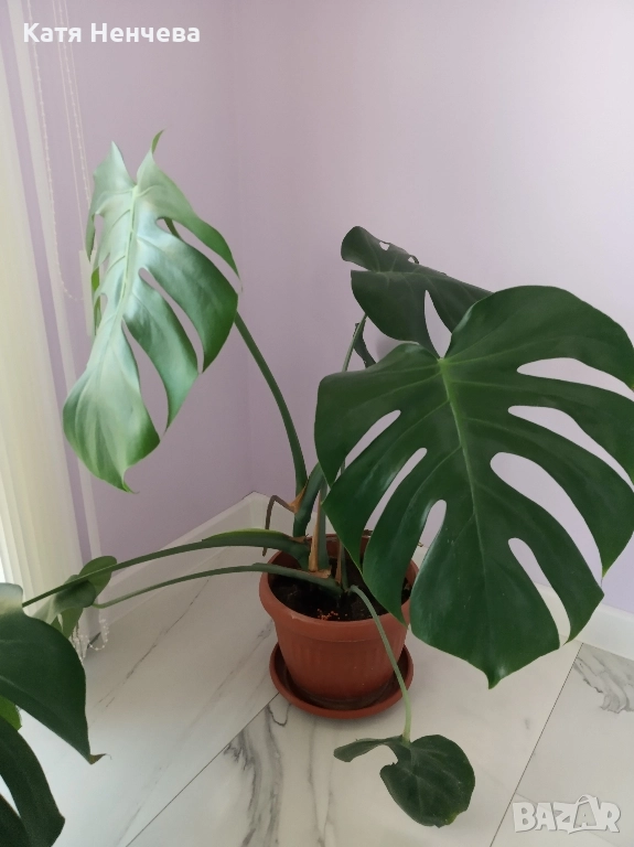 филадендрон, снимка 1