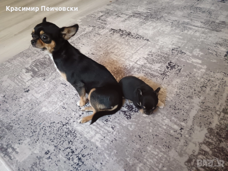 мъжко чихуахуа , снимка 1