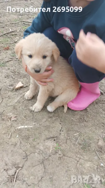 Подарявам кучета женски , снимка 1