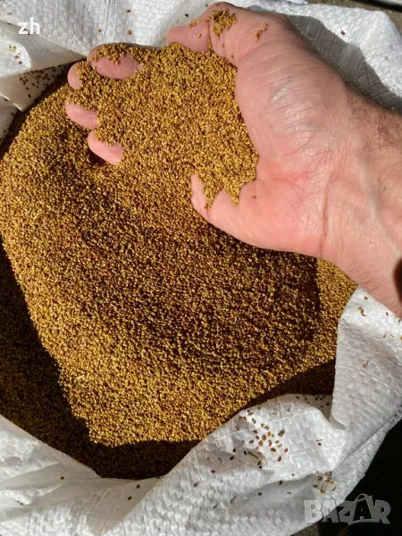 Семе люцерна Приста 3/Плевен 6, снимка 1