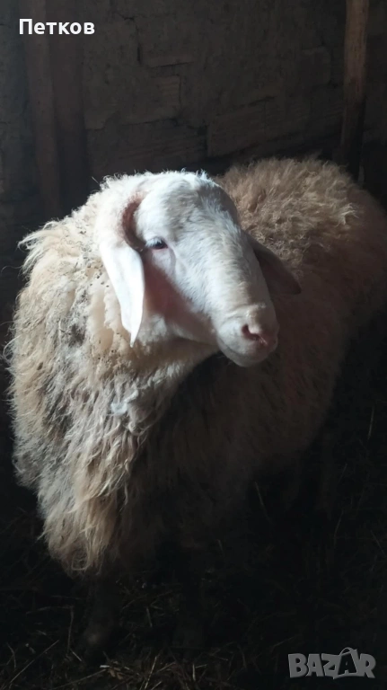 Коч Асаф, снимка 1