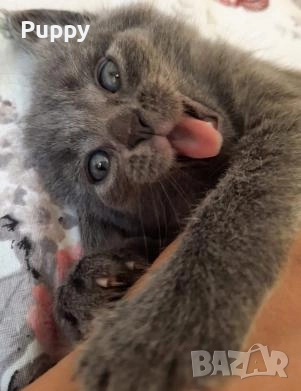 Продавам синьо руско момиченце!, снимка 1