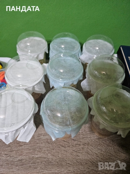 Стартова култура дрозофили, снимка 1