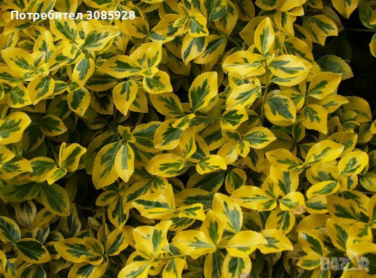 Евронимус Euonymus fortunei Еuonymus radicans, снимка 1