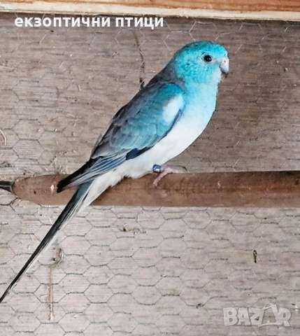 Продавам двойка Пойни , снимка 3 - Папагали - 52891678