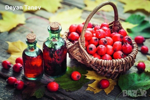 Глог-нова реколта , 6 лв/кг ., снимка 1